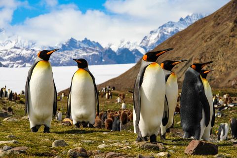 Eine Gruppe Königspinguine auf einer felsigen Insel