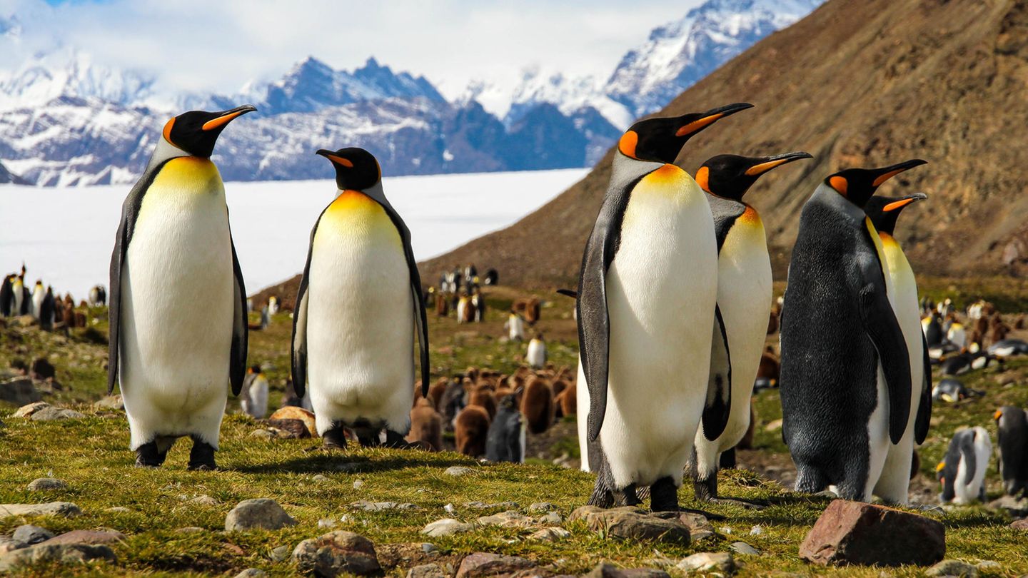 Eine Gruppe Königspinguine auf einer felsigen Insel