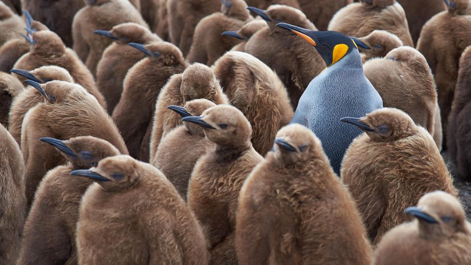 Eine große Gruppe von Königspinguin-Küken mit braunen Federn und ein erwachsener Königspinguin