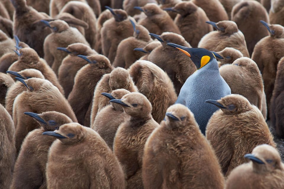 Eine große Gruppe von Königspinguin-Küken mit braunen Federn und ein erwachsener Königspinguin