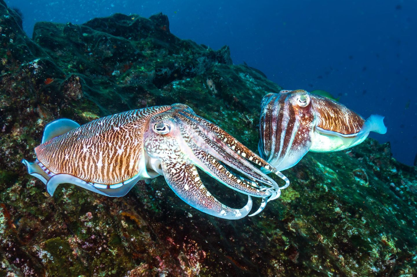 Paarung von Tintenfischen