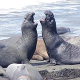 See-Elefanten beim Zweikampf