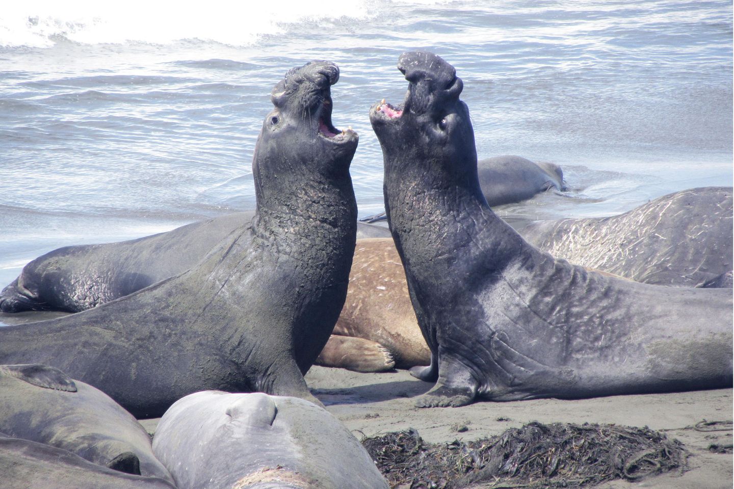 See-Elefanten beim Zweikampf