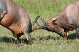 Kämpfende Leier-Antilopen