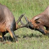 Kämpfende Leier-Antilopen