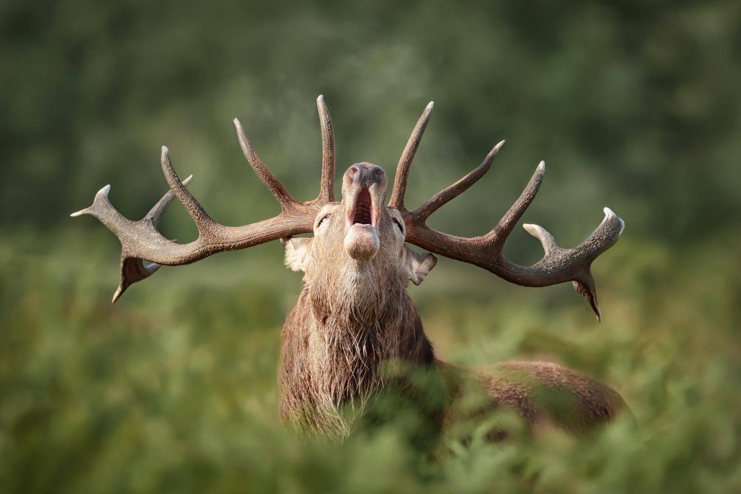 Röhrender Rothirsch