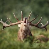 Röhrender Rothirsch