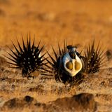 Beifußhüner bei der Balz in der Prärie