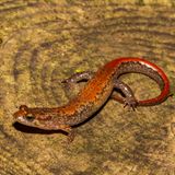 Bachsalamander in einem Gewässer