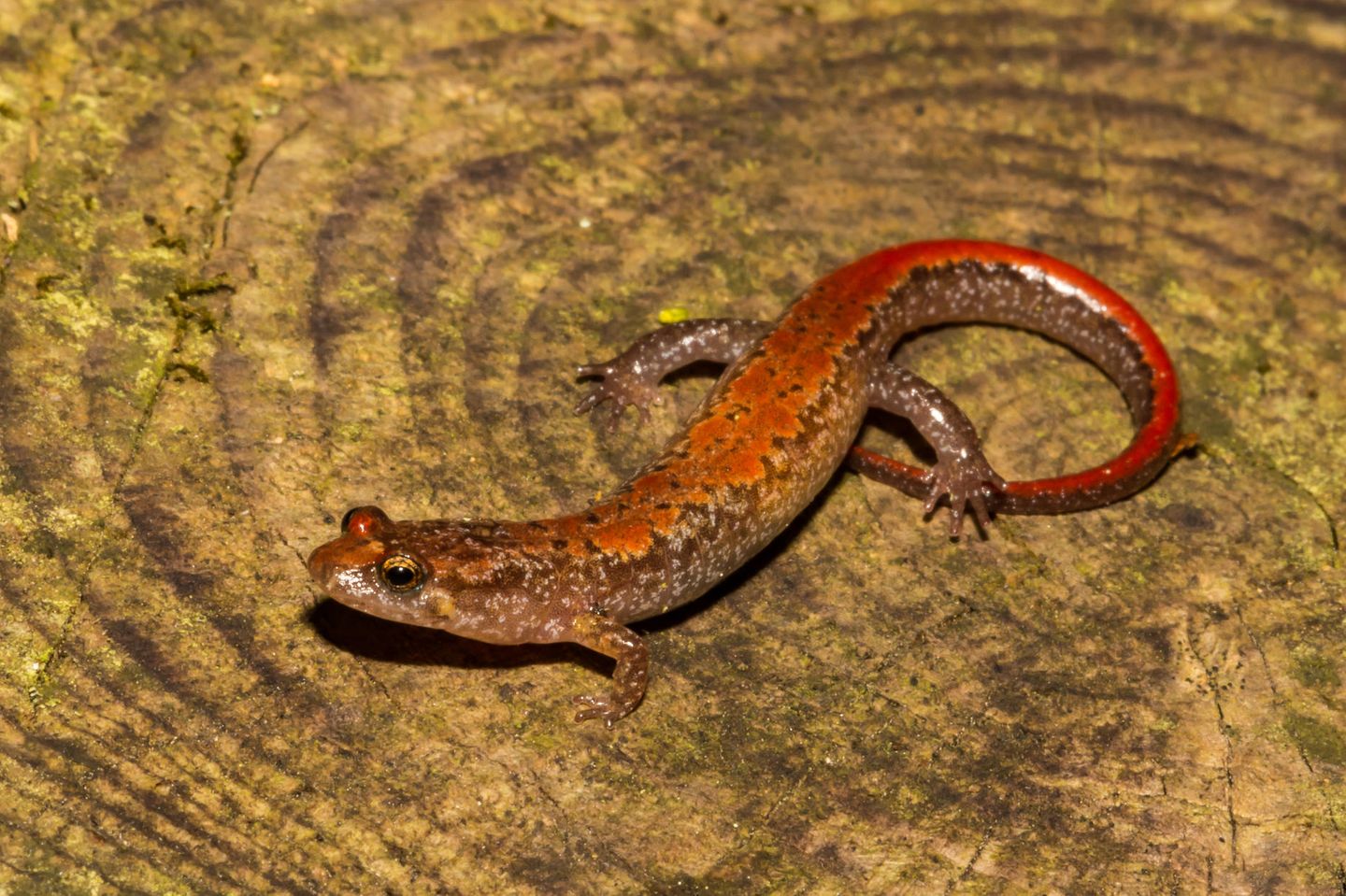 Bachsalamander in einem Gewässer