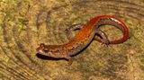 Bachsalamander in einem Gewässer