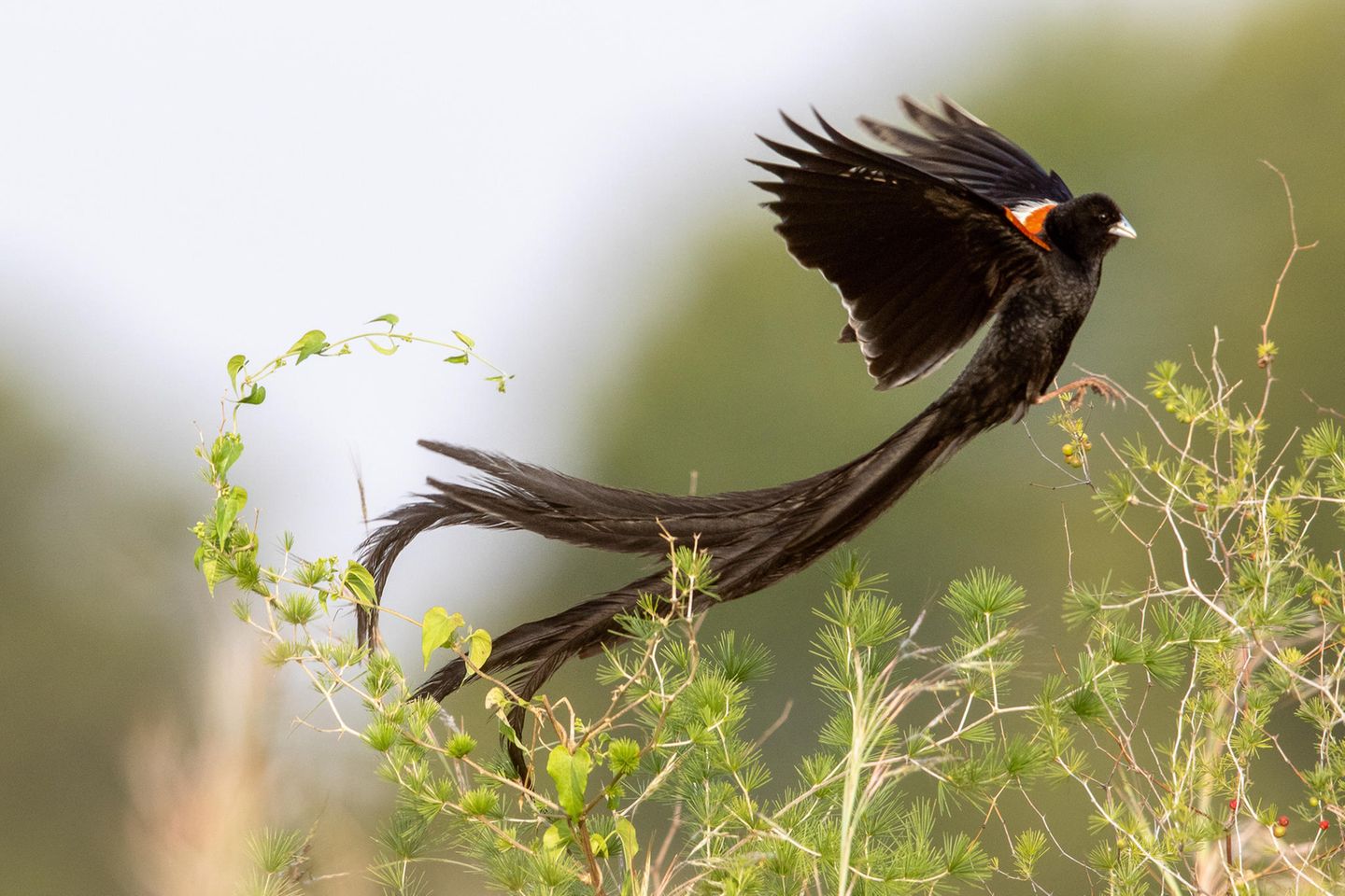 Widavogel im Prachtkleid