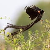 Widavogel im Prachtkleid