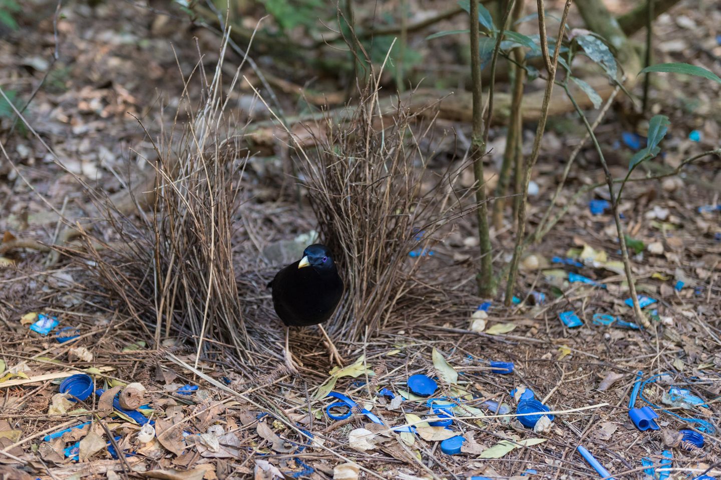 Laubenvogel mit Nest