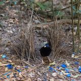 Laubenvogel mit Nest