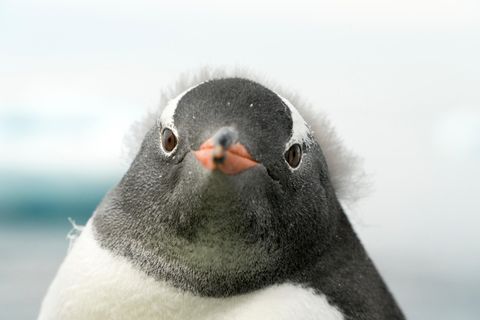 Frontalansicht des Gesichts eines Pinguins
