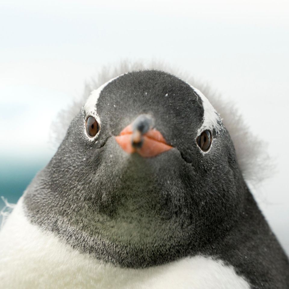 Frontalansicht des Gesichts eines Pinguins