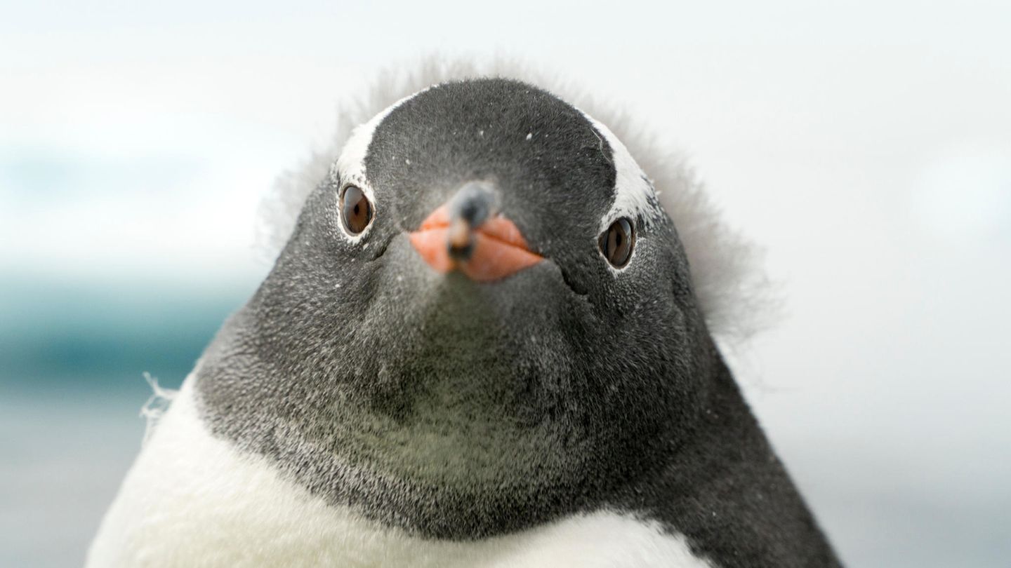 Frontalansicht des Gesichts eines Pinguins