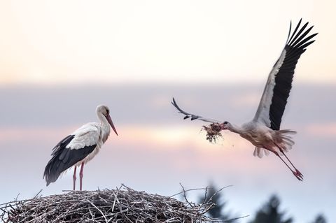 Frühjahr: Was wissen Sie über unsere Frühlingsboten? Frühjahr: Was wissen Sie über unsere Frühlingsboten?