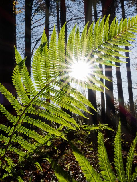 Bis maximal 160 Zentimeter Größe erreichen die Wedel des Frauenfarns