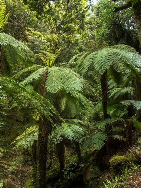 In manch tropischen Gebieten, aber auch in Australien und Neuseeland wachsen Baumfarne. Ein wenig erinnert ihre Erscheinung an die Kohlewälder von einst