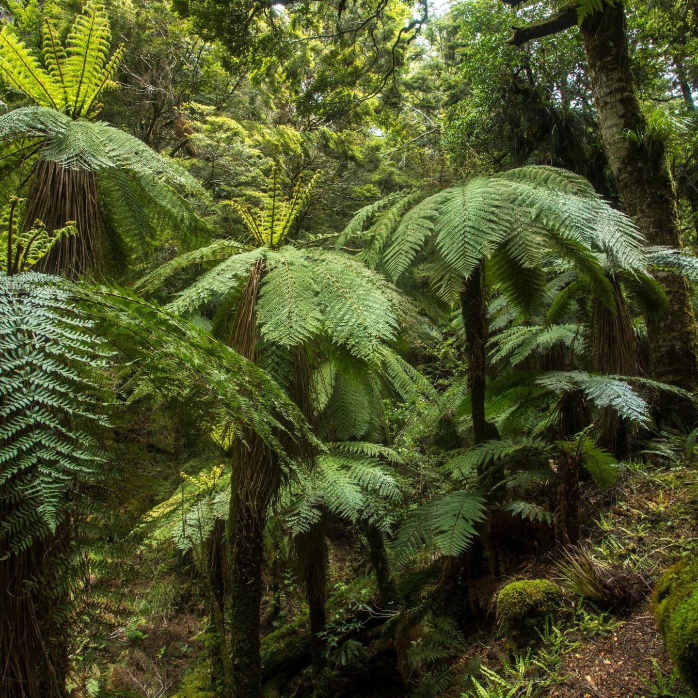 In manch tropischen Gebieten, aber auch in Australien und Neuseeland wachsen Baumfarne. Ein wenig erinnert ihre Erscheinung an die Kohlewälder von einst