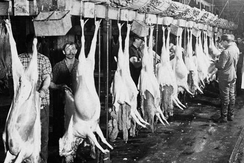 Noch bevor Henry Ford Automobile am Fließband fertigen lässt, wird in Chicago industriell Fleisch produziert: Im Akkord häuten Arbeiter des Swift & Co.’s Packing House die Tierkörper