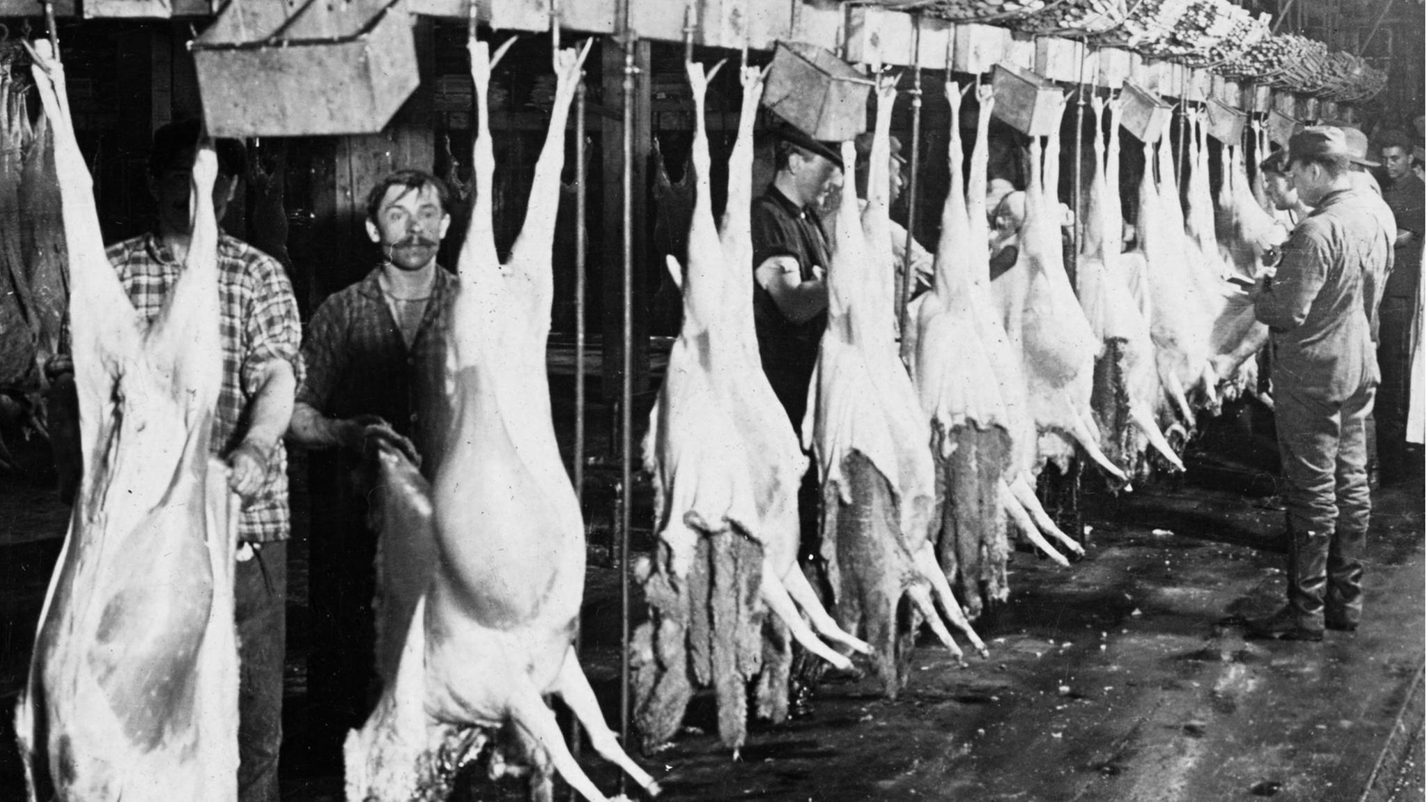 Noch bevor Henry Ford Automobile am Fließband fertigen lässt, wird in Chicago industriell Fleisch produziert: Im Akkord häuten Arbeiter des Swift & Co.’s Packing House die Tierkörper