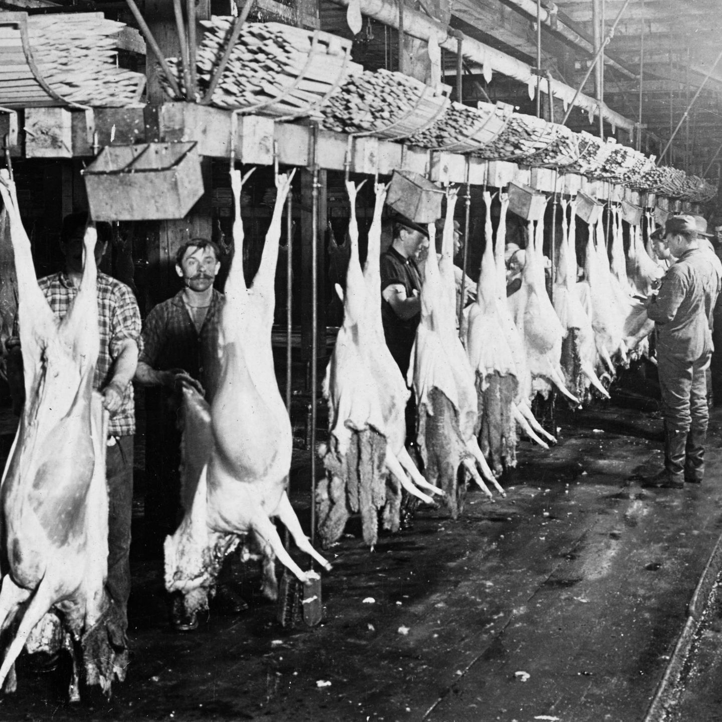 Noch bevor Henry Ford Automobile am Fließband fertigen lässt, wird in Chicago industriell Fleisch produziert: Im Akkord häuten Arbeiter des Swift & Co.’s Packing House die Tierkörper