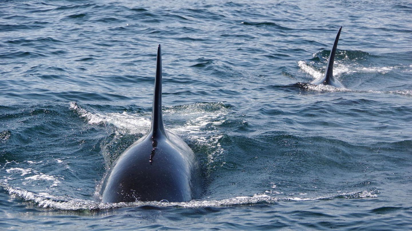 Orca-Mütter opfern sich für ihre Söhne regelrecht auf