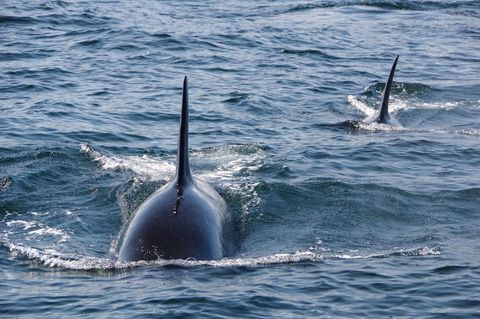 Orca-Mütter opfern sich für ihre Söhne regelrecht auf