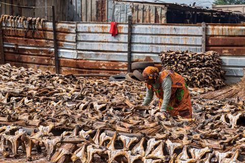 Aufgeschnittene Ziegenschädel zum Trocknen in der Sonne, Niger