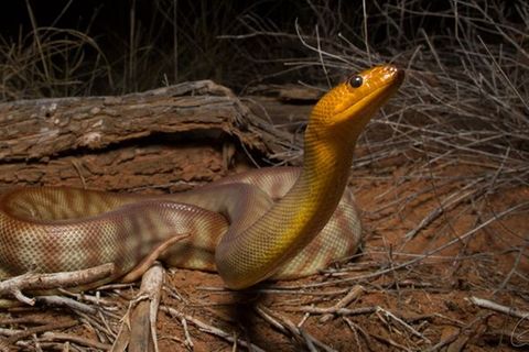 Die bis zu drei Meter lange Woma-Python ist in Australien beheimatet