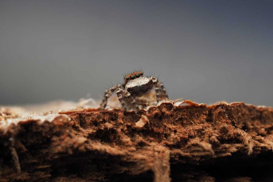 Nur drei Millimeter misst diese kleine springende Spinne, die in den Australischen Alpen entdeckt wurde