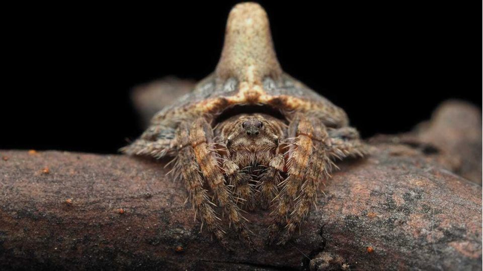 Wickelspinne tarnt sich als Ast Wickelspinne tarnt sich als Ast