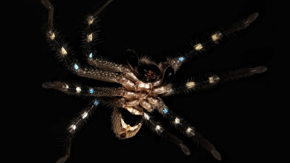 Huntsman-Spinne vor schwarzem Hintergrund Huntsman-Spinne vor schwarzem Hintergrund
