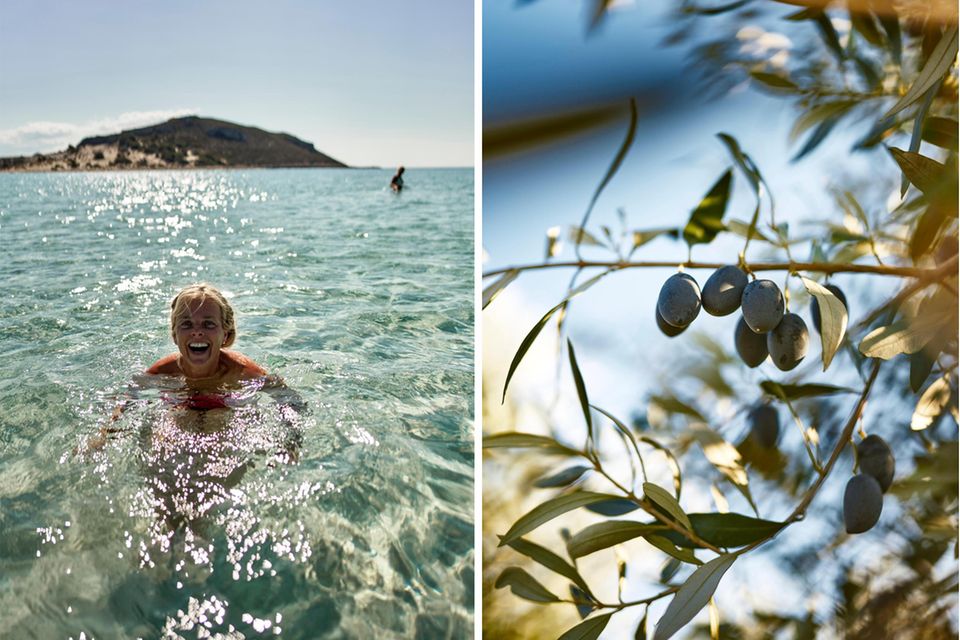 Kirsa zieht’s in die Glitzerwelt vor der Insel Elafonisos, bei einer Wohlfühltemperatur von 22 Grad Celsius.  Dunkelviolett und prall hängen die Kalamata-Oliven an den Zweigen. Später werden sie von Hand geerntet