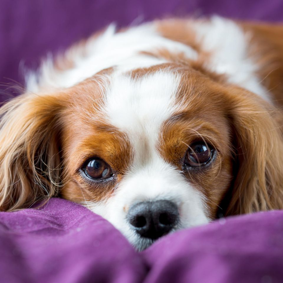 Hunde liegt im Bett auf lila Bettwäsche