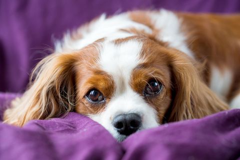 Hunde liegt im Bett auf lila Bettwäsche