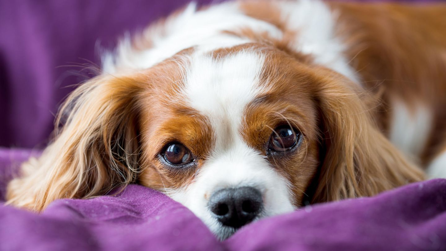 Hunde liegt im Bett auf lila Bettwäsche