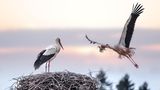 Storch im Anflug an sein Nest