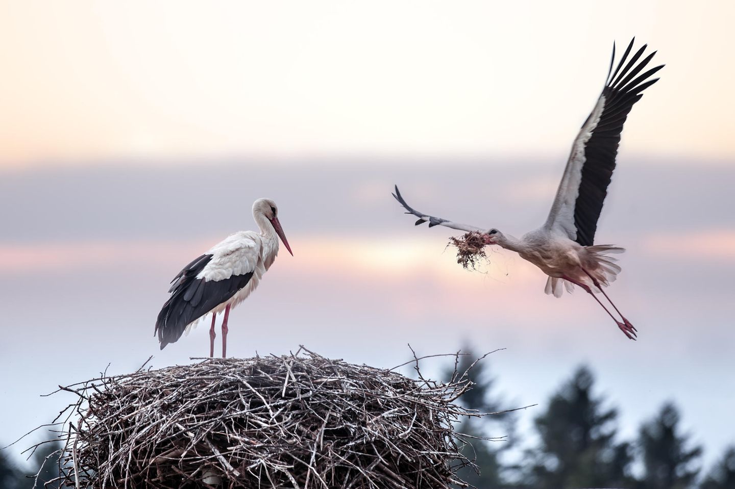 Storch im Anflug an sein Nest