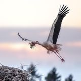 Storch im Anflug an sein Nest