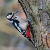 Ein Buntspecht krallt sich an einen Baumstamm