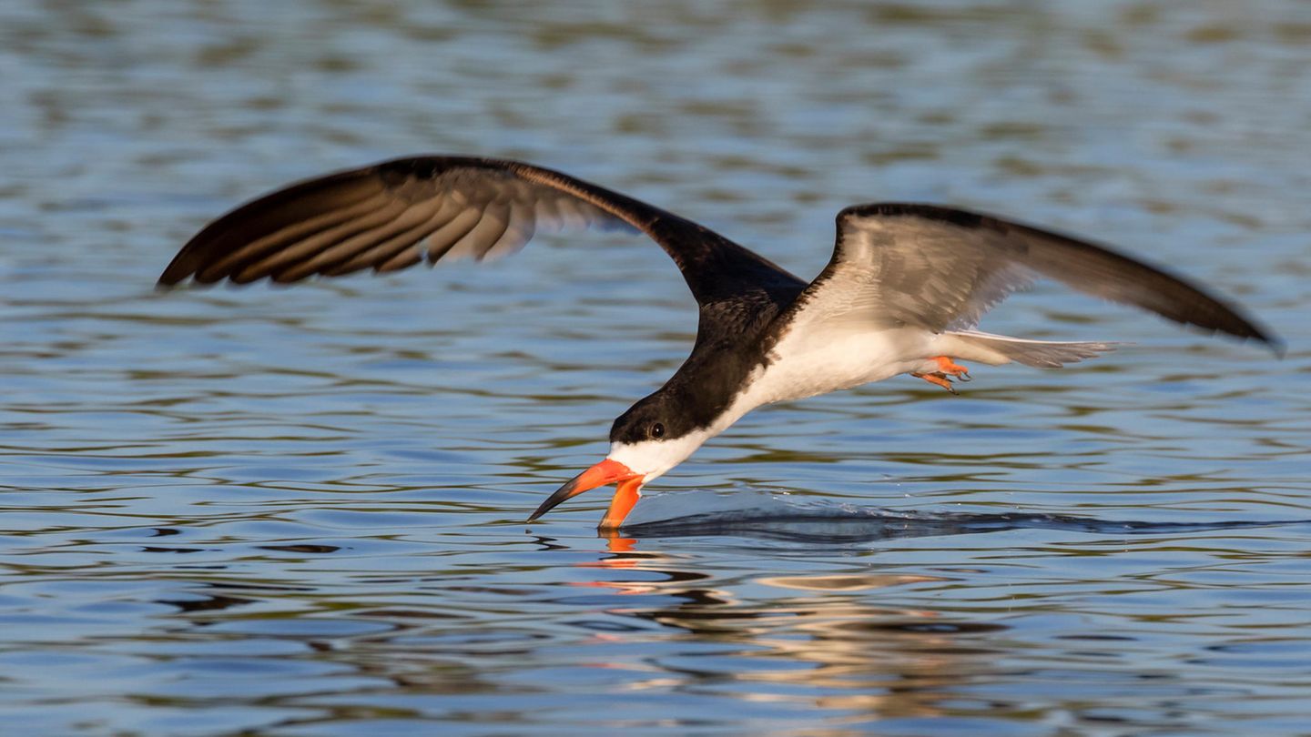 Ein Scherenschnabel fischt im Meer