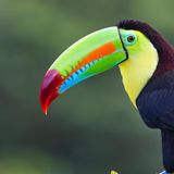 Ein Tukan mit großem, bunten Schnabel