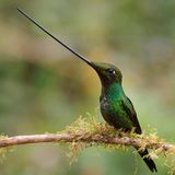 Kolibri mit langem Schnabel