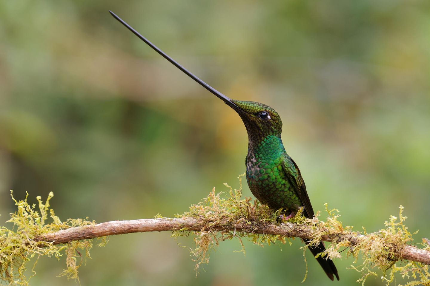 Kolibri mit langem Schnabel