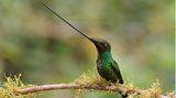 Kolibri mit langem Schnabel