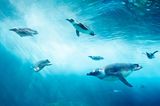 Unterwasseraufnahme von Pinguinen